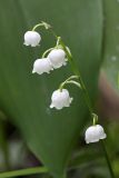 Convallaria majalis