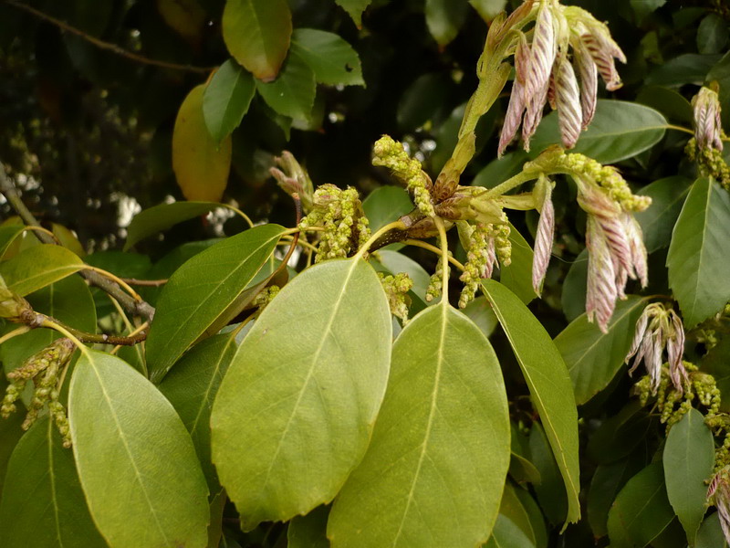 Image of Quercus glauca specimen.