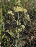 genus Achillea