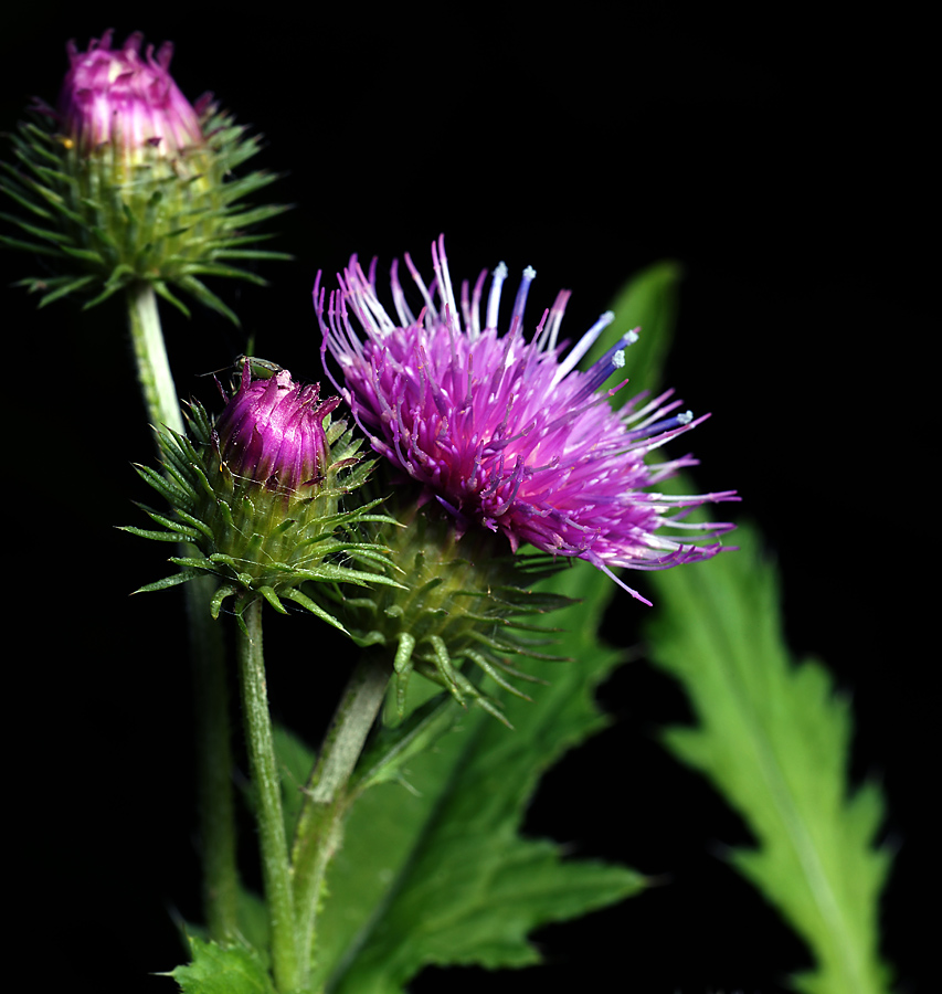 Изображение особи Carduus crispus.