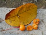 Malus baccata. Зрелые плоды (один вскрытый) и лист в осенней окраске. Южный берег Крыма, Никитский ботанический сад. 28 ноября 2012 г.