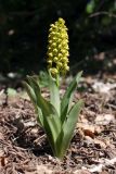 Orchis punctulata. Цветущее растение (высота растения 21 см, соцветия - 8 см). Краснодарский край, окр. станицы Натухаевская, дубово-грабовый лес. 30 апреля 2012 г.