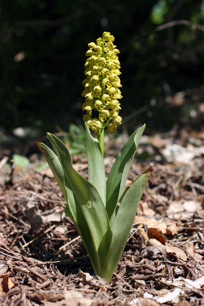 Image of Orchis punctulata specimen.