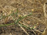 Ephedra distachya