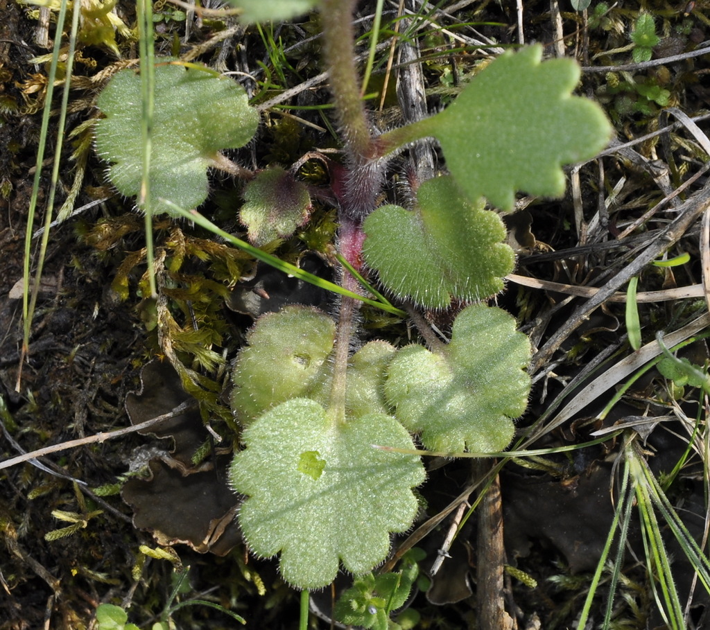 Изображение особи Saxifraga carpetana ssp. graeca.