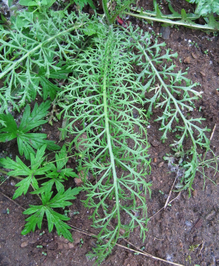 Image of Achillea millefolium specimen.