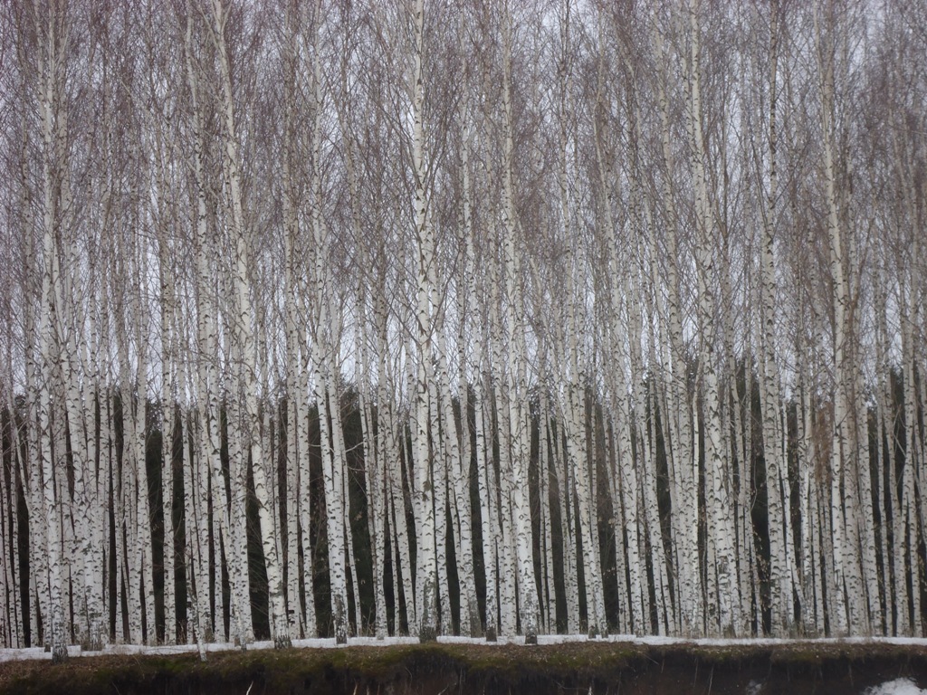 Изображение особи Betula pendula.
