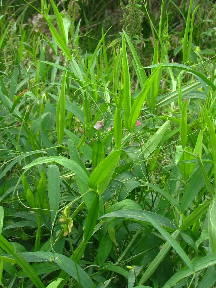 Изображение особи Lathyrus sylvestris.