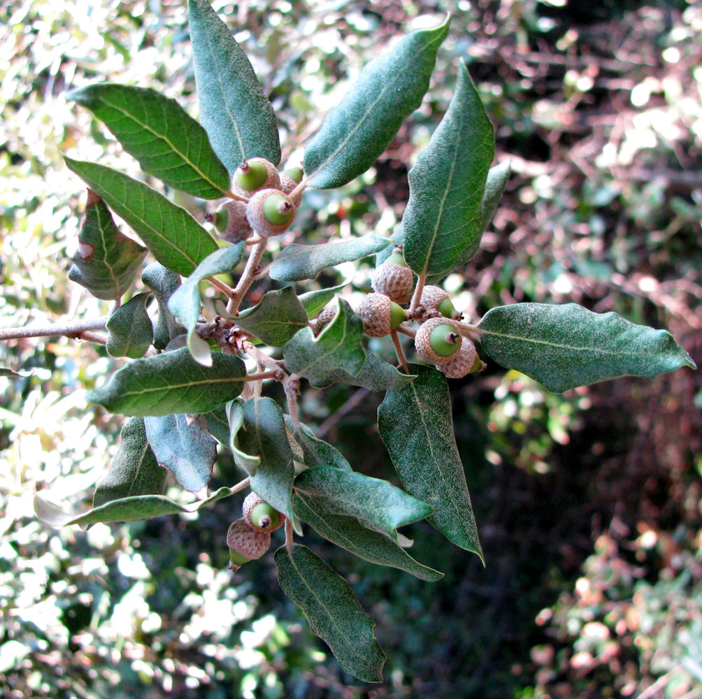 Изображение особи Quercus ilex.