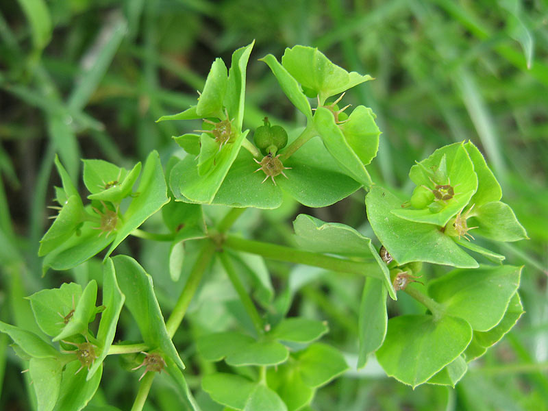 Изображение особи Euphorbia peplus.