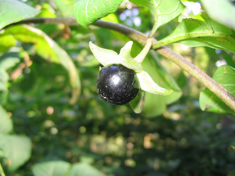 Image of Atropa bella-donna specimen.