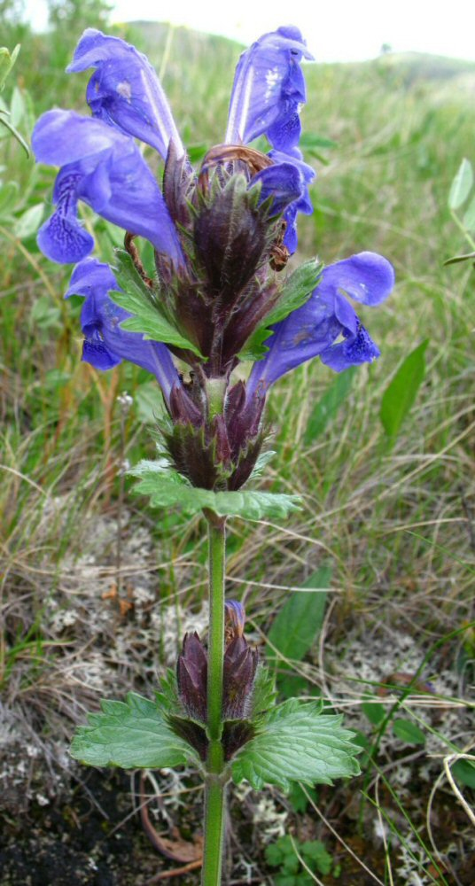 Изображение особи Dracocephalum grandiflorum.