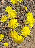 Crepis tectorum. Соцветия. Якутия (Саха), Мирнинский р-н, окр. пос. Светлый, берег р. Вилюй. 26.06.2009.