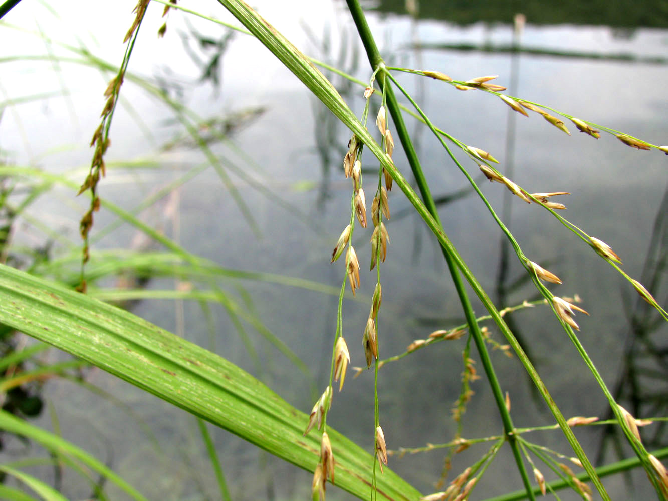 Image of Molinia caerulea specimen.