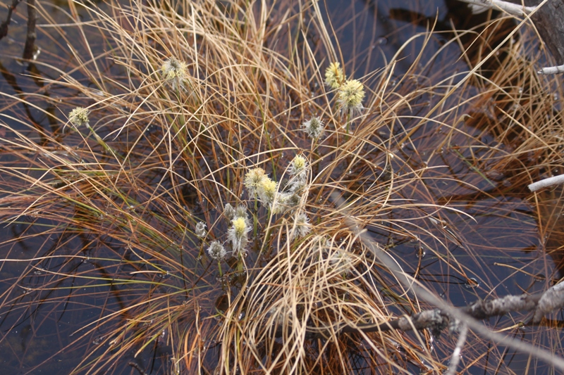 Image of Eriophorum vaginatum specimen.