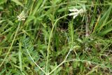Astragalus peduncularis