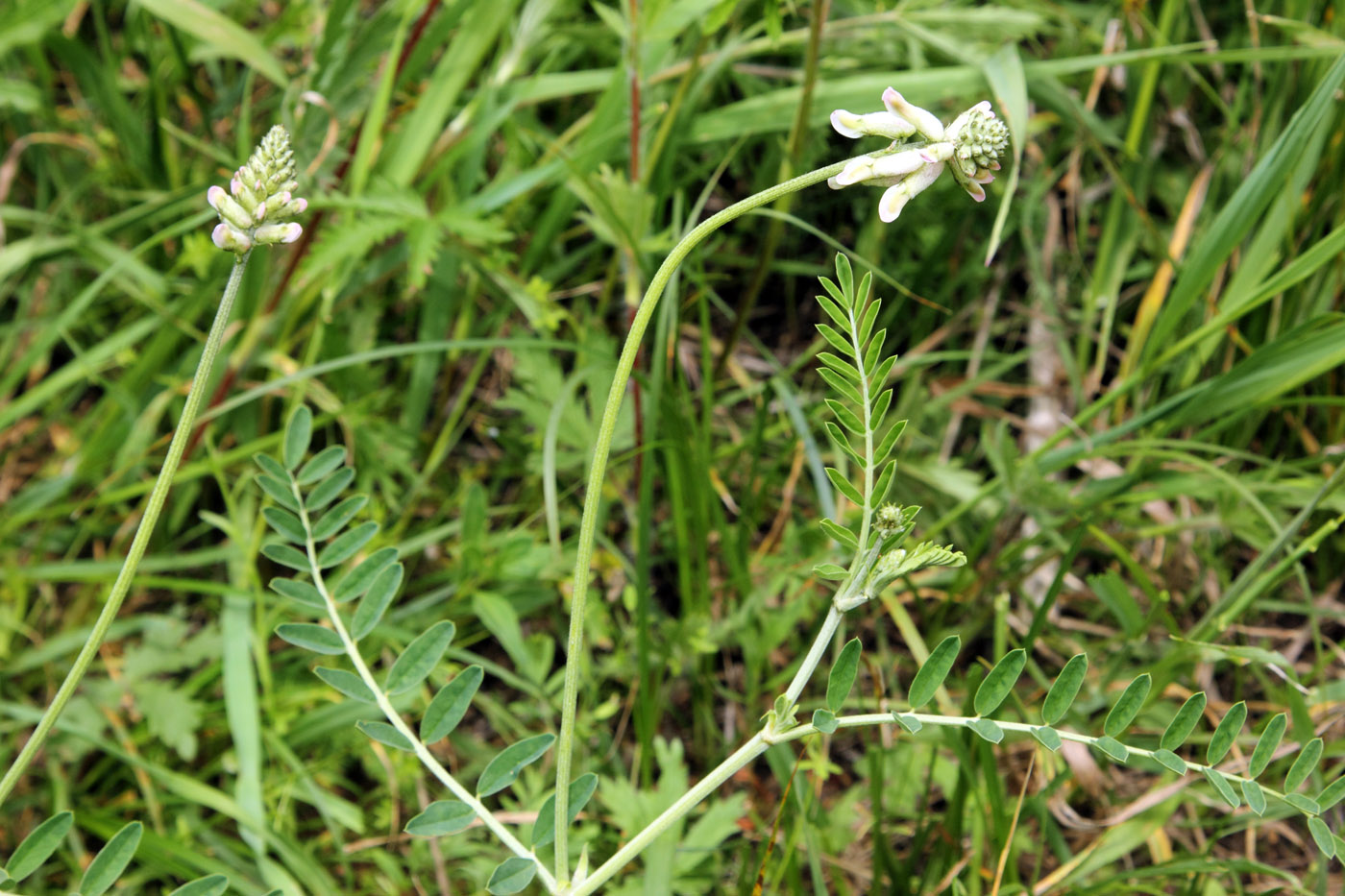 Image of Astragalus peduncularis specimen.