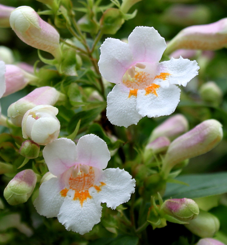 Изображение особи Dipelta floribunda.