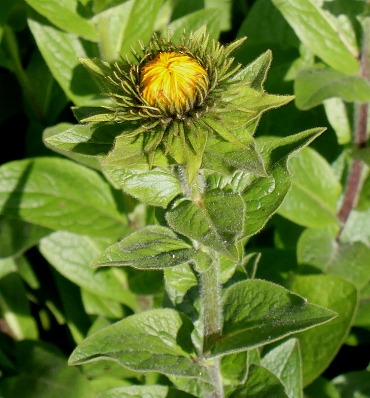 Image of genus Inula specimen.