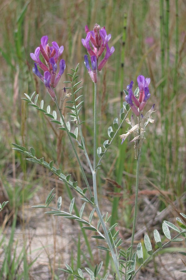 Image of Astragalus varius ssp. eupatoricus specimen.