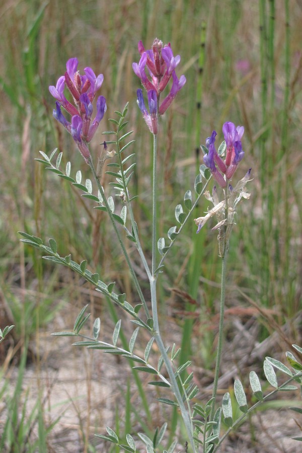 Изображение особи Astragalus varius ssp. eupatoricus.