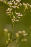 Galium octonarium. Часть соцветия. Ростовская обл., Аксайский р-н, окр. хут. Александровка. 23.05.2013.