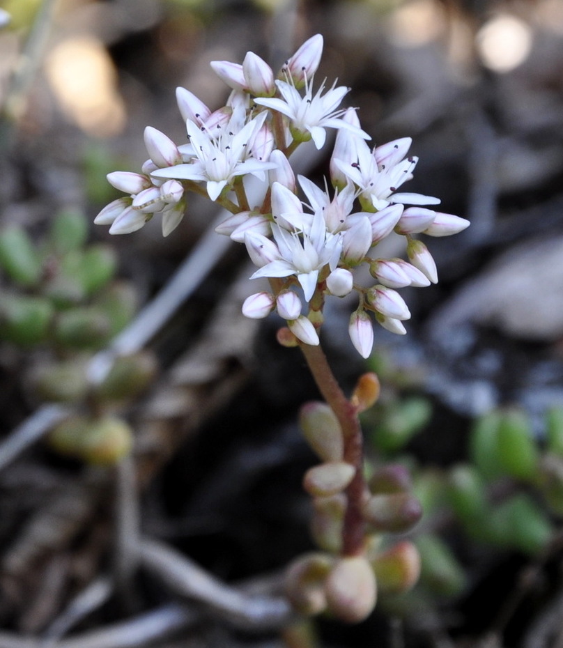 Image of Sedum album specimen.