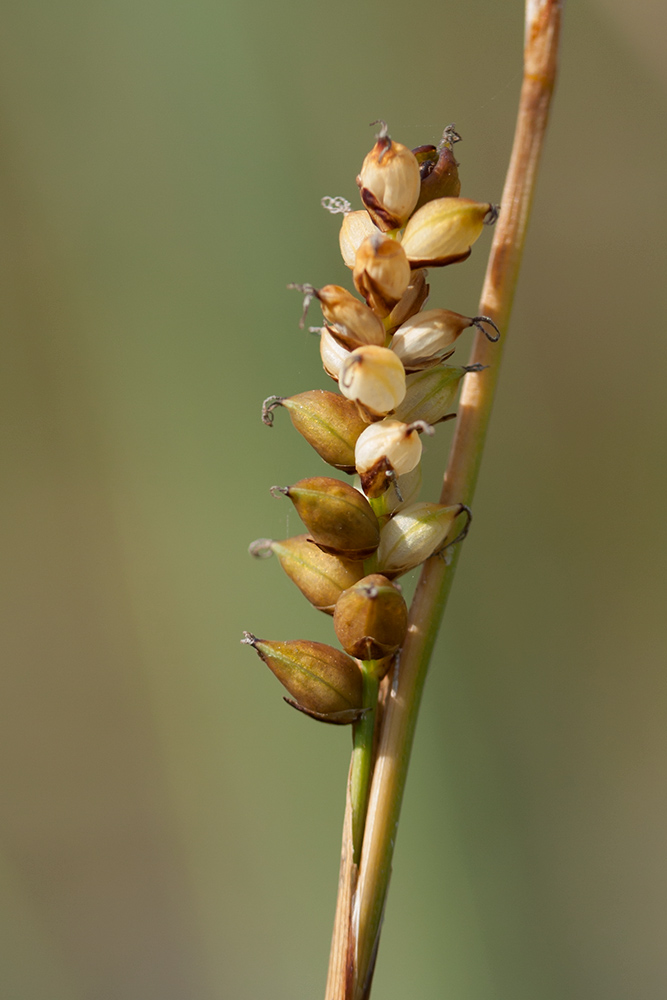 Image of Carex panicea specimen.