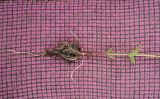 Epilobium palustre