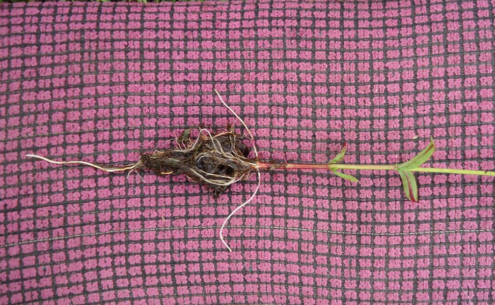 Изображение особи Epilobium palustre.