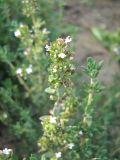 семейство Lamiaceae