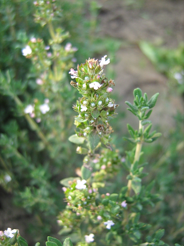 Image of familia Lamiaceae specimen.