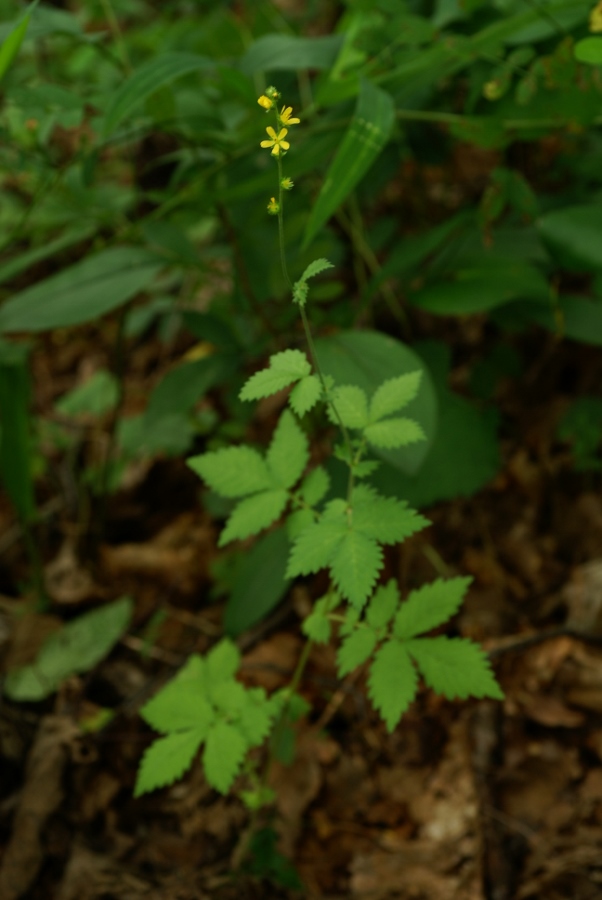 Изображение особи Agrimonia coreana.