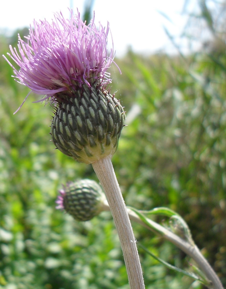 Изображение особи Cirsium canum.