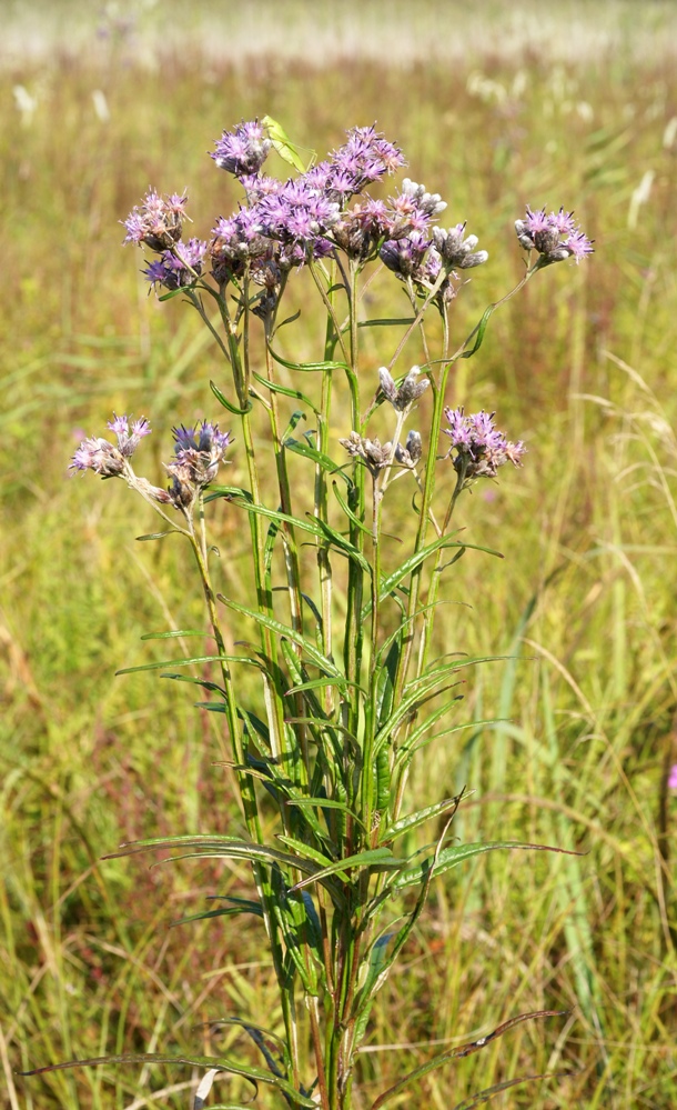 Image of Saussurea amurensis specimen.