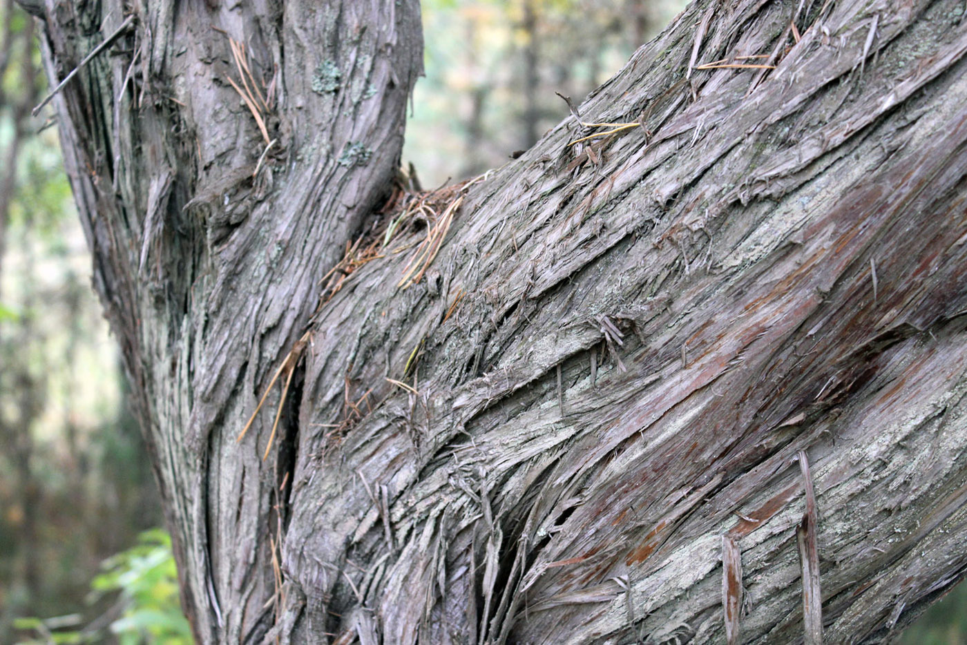 Изображение особи Juniperus communis.