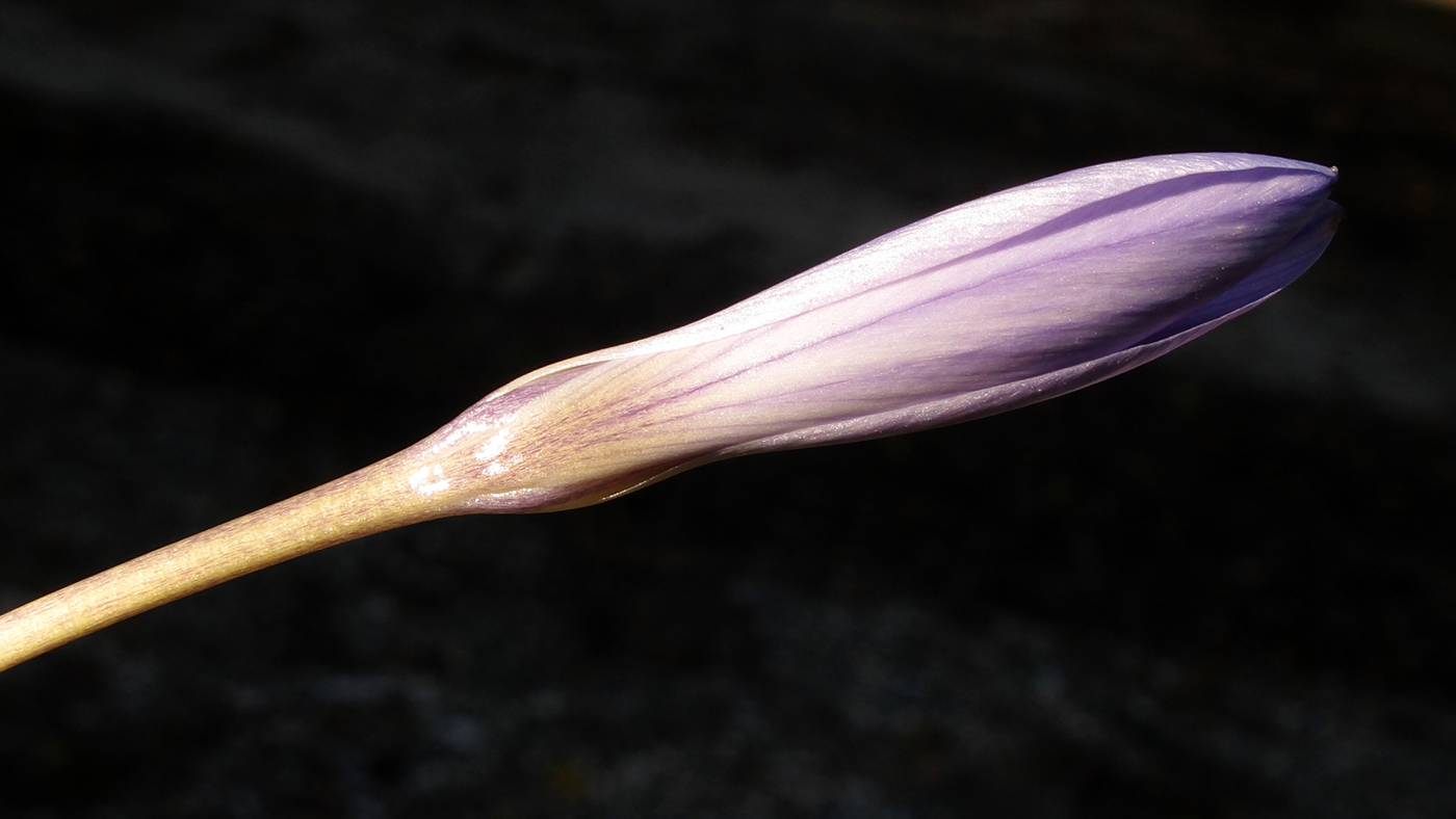 Image of Crocus speciosus specimen.