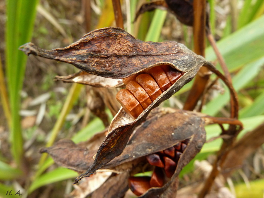 Image of Iris pseudacorus specimen.