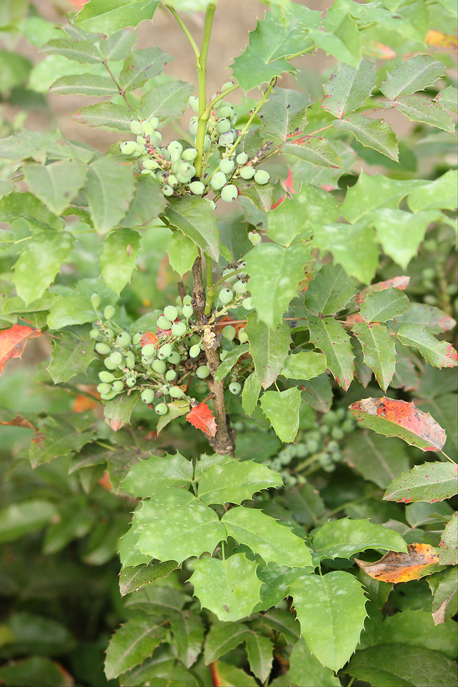 Изображение особи Mahonia aquifolium.