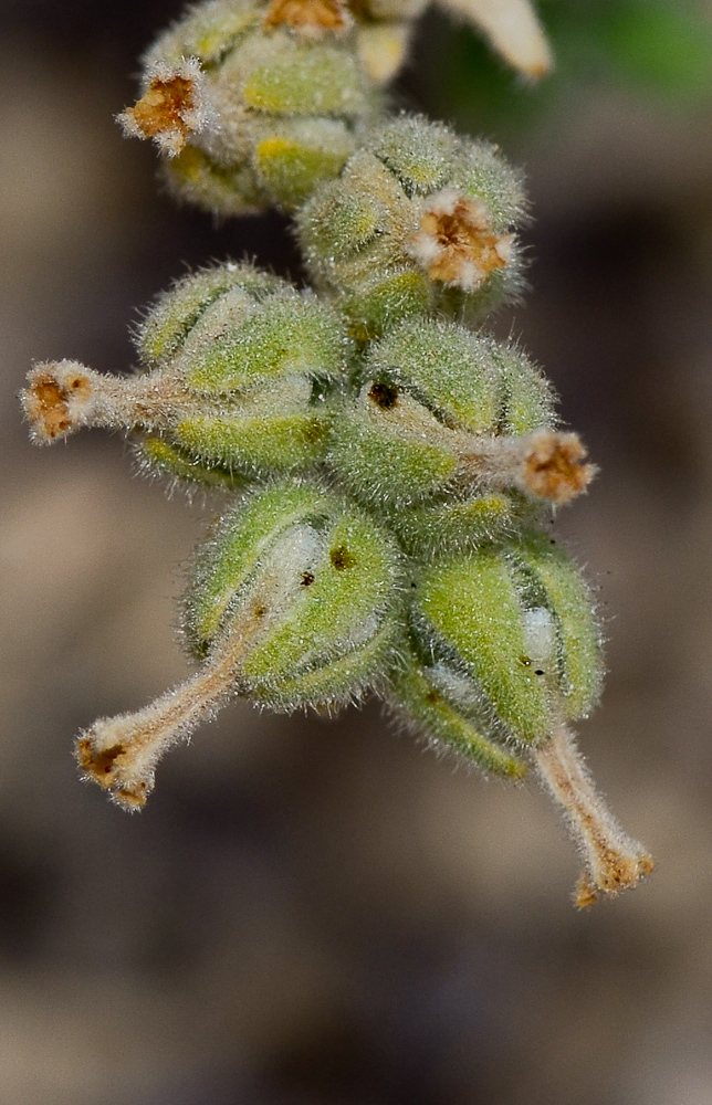 Изображение особи Heliotropium arbainense.