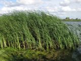 Typha angustifolia