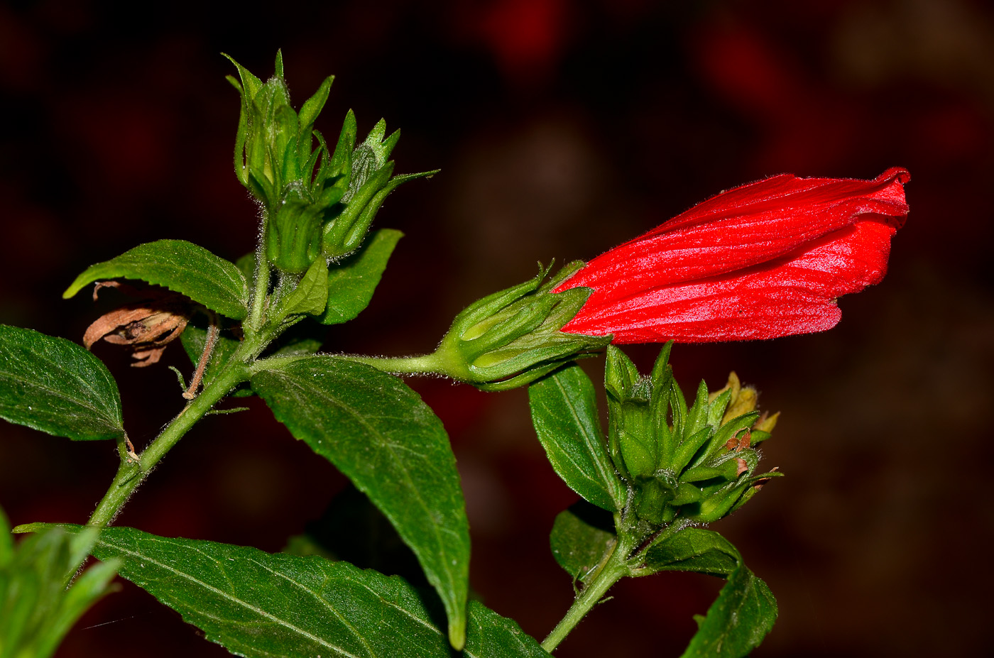 Изображение особи Malvaviscus penduliflorus.