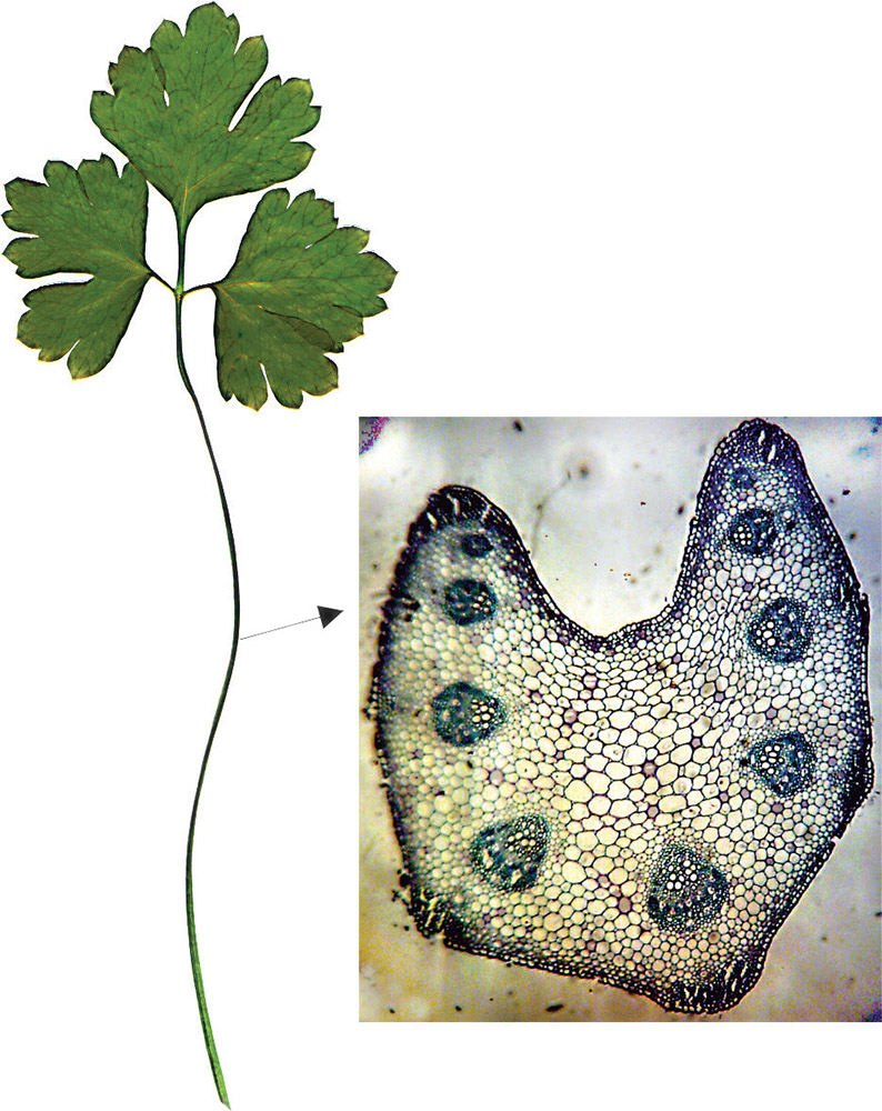 Image of Petroselinum crispum specimen.