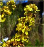 Verbascum lychnitis. Часть соцветия. Чувашия, окр. г. Шумерля, обочина дороги к хлебозаводу. 30 июня 2009 г.