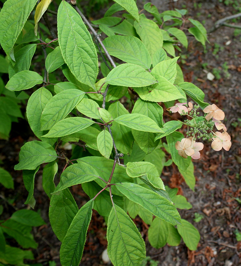 Изображение особи Hydrangea heteromalla.