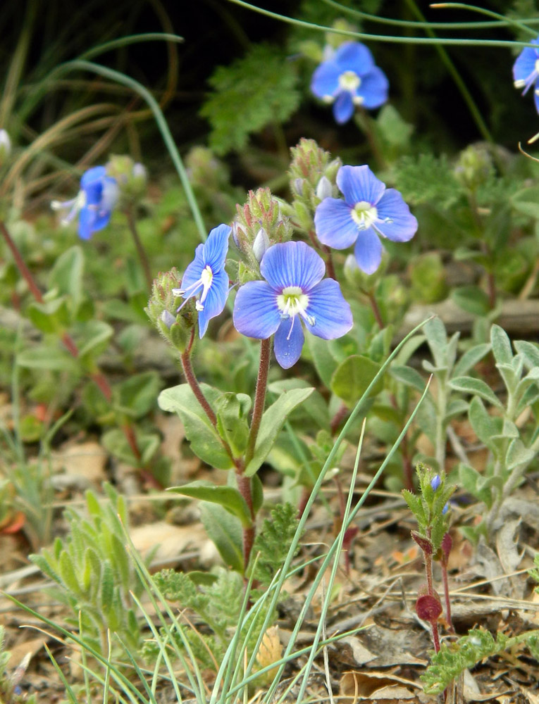 Image of Veronica umbrosa specimen.