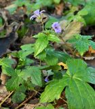 Geranium nodosum