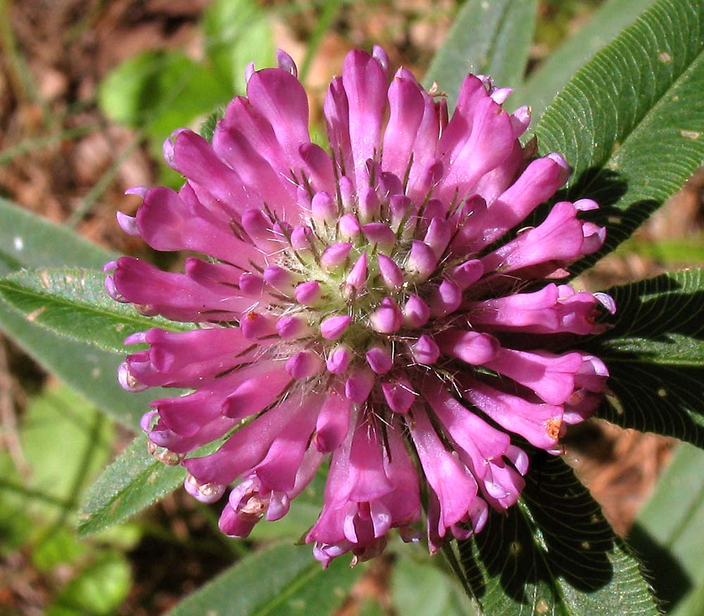 Image of Trifolium alpestre specimen.