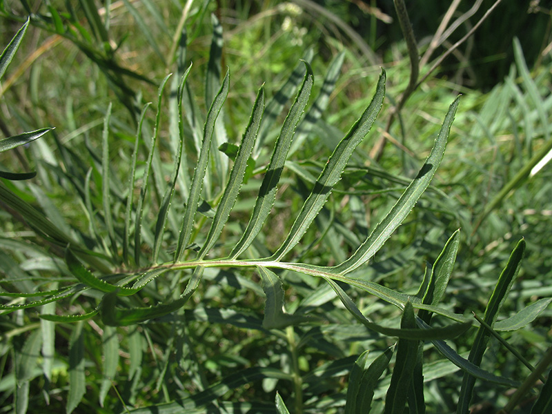 Изображение особи Rhaponticoides ruthenica.