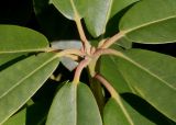Rhododendron catawbiense. Верхушка побега (Grandiflorum'); видны развивающиеся почки в основаниях листьев. Германия, г. Дюссельдорф, Ботанический сад университета. 10.03.2014.